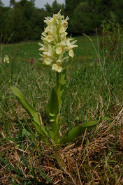 Vstavačovec bazový - Dactylorhiza sambucina