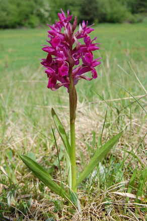 Dactylorhiza sambucina - vstavačovec bazový - 25953654
