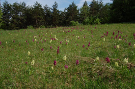 Vstavačovec bazový - Dactylorhiza sambucina