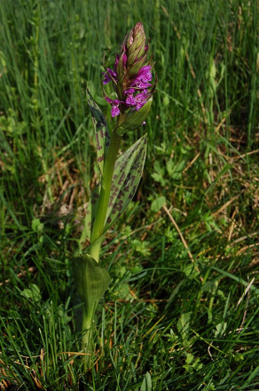 Dactylorhiza majalis - vstavačovec májový - 25975625