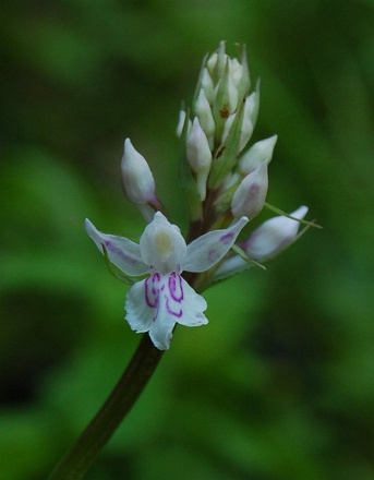 Dactylorhiza fuchsii subsp. sooiana - vstavačovec Fuchsov Soóov - 26211157