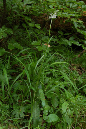 Dactylorhiza fuchsii subsp. sooiana - vstavačovec Fuchsov Soóov - 26269584