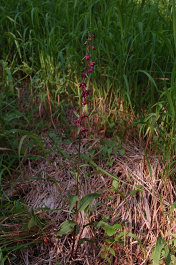 Kruštík tmavočervený pravý - Epipactis atrorubens subsp. atrorubens