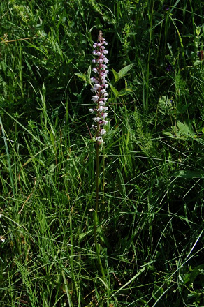 Gymnadenia odoratissima - päťprstnica voňavá - 26565875
