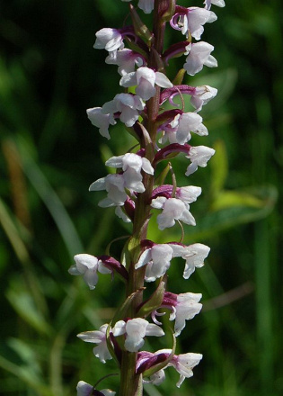 Gymnadenia odoratissima - päťprstnica voňavá - 26569693