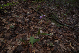 Prilbovka červená - Cephalanthera rubra