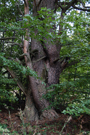 Borovica lesná - Pinus sylvestris