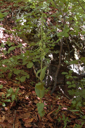 Epipactis leptochila - kruštík úzkopyskový - 26807647