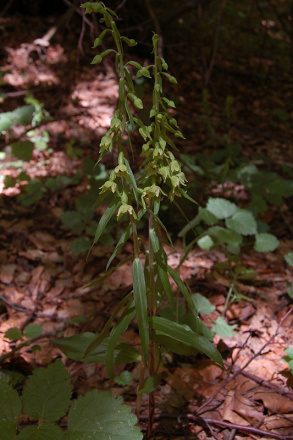 Epipactis greuteri - kruštík Greuterov - 26929411