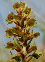 Vstavačovec zelený - Dactylorhiza viridis