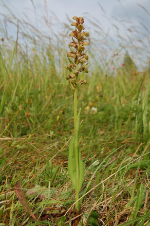 Dactylorhiza viridis - vstavačovec zelený - 2923781