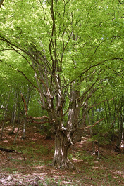 Hrab obyčajný - Carpinus betulus