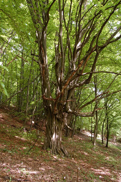 Hrab obyčajný - Carpinus betulus