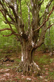 Hrab obyčajný - Carpinus betulus