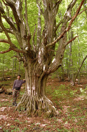 Hrab obyčajný - Carpinus betulus