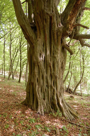Hrab obyčajný (Carpinus betulus)