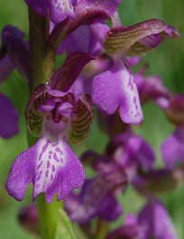 Červenohlav obyčajný - Anacamptis morio