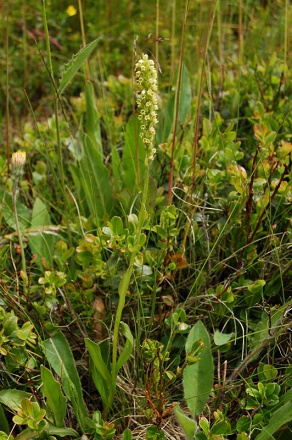 Pseudorchis albida - bieloprst belavý - 336266