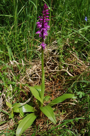 Orchis mascula subsp. signifera - vstavač mužský poznačený - 35548125