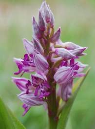 Vstavač vojenský - Orchis militaris
