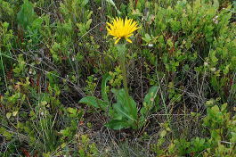 Prasatnica jednoúborová (Hypochoeris uniflora)
