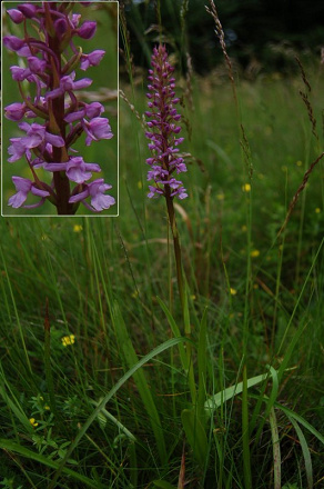 Gymnadenia conopsea subsp. conopsea - päťprstnica obyčajná pravá - 44197842