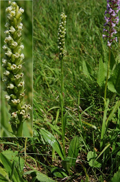 Bieloprst belavý - Pseudorchis albida