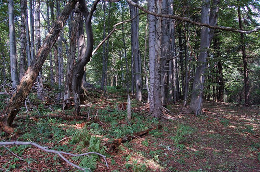 Bukový vrch – 1018,9 m