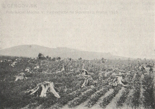 Pole s 9 ročnými pňami a s kultúrami zemiakov. Bez udania lokality. Str. 393Publikácia: Mácha, V.: Pastevnictví na Slovensku. Praha, 1925. (1925)