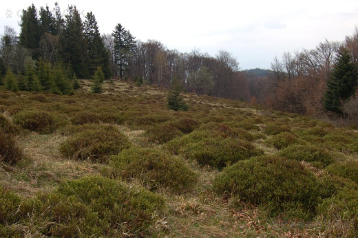 Malý Minčol – 1054,4 m