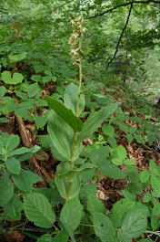 Kruštík širokolistý pravý - Epipactis helleborine subsp. helleborine
