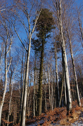 Jedľa biela (Abies alba)