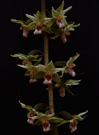 Kruštík modrofialový - Epipactis purpurata