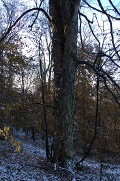 Javor horský (Acer pseudoplatanus)