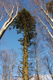 Jedľa biela - obvod 3,55 m