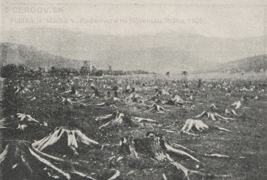 Premena lesných pozemkov na pastviny a pole. Pastvina so starými 8 ročnými hnijúcimi pňami. Obec Michalková, okres Brezno. Str. 382.Publikácia: Mácha, V.: Pastevnictví na Slovensku. Praha, 1925. (1925)