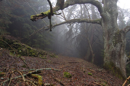 Jaseň štíhly (Fraxinus excelsior)