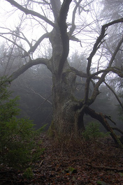 Jaseň štíhly pri zaniknutom dome v osade Ambrušovce