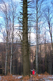 Jedľa biela - obvod 3,55 m
